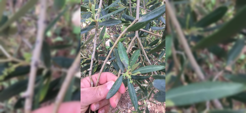 Salihli’de zeytin üreticilerine ‘halkalı leke’ uyarısı