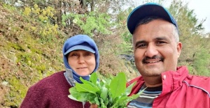 Sarıgöl’de kuzugöbeği ve acı ot mesaisi
