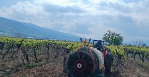 Sarıgöl’de yağmur sonrası bağlarda ilaçlama çalışması başladı