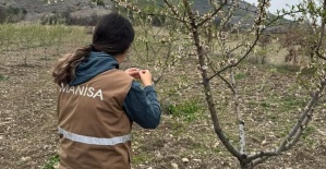Selendi’de zirai don için hasar tespit çalışmaları başladı