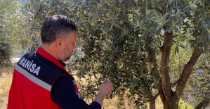 Zeytin üreticilerine ’Pamuklu bit’ uyarısı