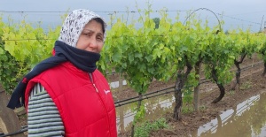 Bahar yağmurları üreticiyi sevindirdi