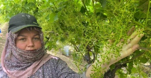 İhracat için salkım salkım mücadele