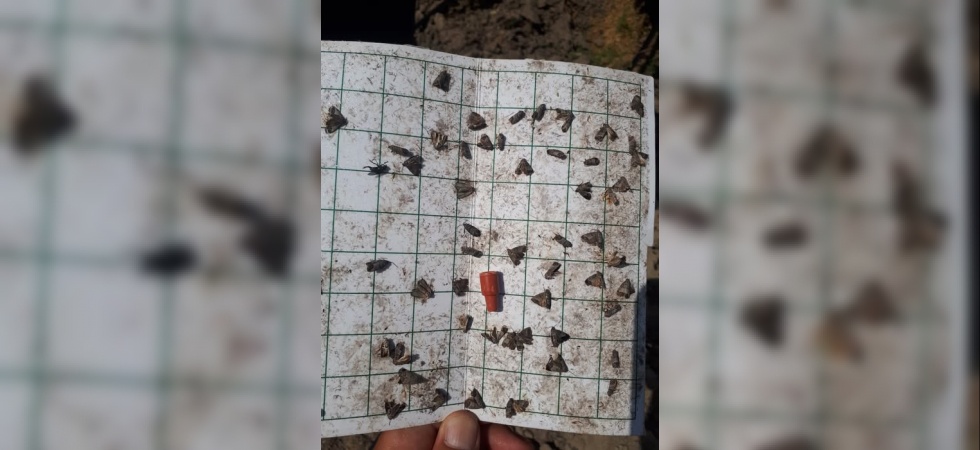 Manisa’da meyve üreticilerine ‘iç kurdu’ uyarısı