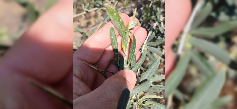 Manisalı zeytin üreticilerine önemli uyarı