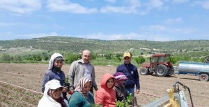 Selendi CHP tarlada çalışan anneleri yalnız bırakmadı