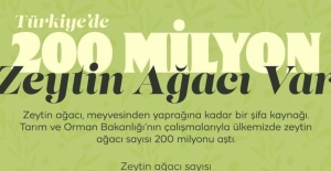 bTürkiyenin zeytin haritası açıklandı:.../b