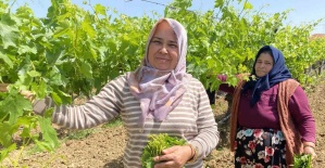 Yaprağı meyvesinden daha çok kazandırıyor