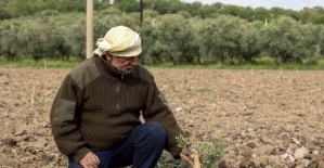 Yunusemre’de fidanlar toprakla buluşuyor