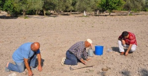 Kırkağaç Kavunu’nda tohumlar toprakla buluştu
