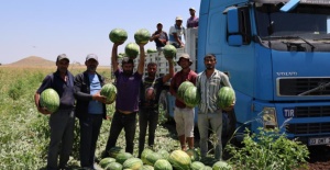 Diyarbakır karpuzunda hasat devam ediyor: Tarlada kilosu 1-2 lira