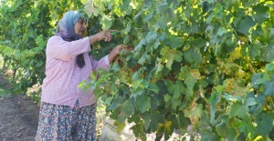 Early Sweet erkenci üzüm çeşidinde ilk hasat başladı, ilk makas vuruldu