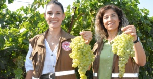 bManisanın üzüm hikayesi tarımsal.../b