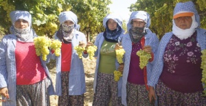 Sultani çekirdeksiz üzüm ihracatta ilk sırada