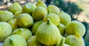 Ege’nin verimli toprakları destek bekliyor