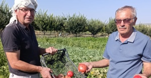 Emekli öğretmenin ata tohumuyla ürettiği domatesler pazarda yok satıyor!
