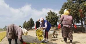 Gönüllü gençler üzüm kesti, üretimi yerinde öğrendi