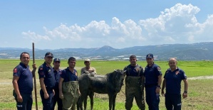 Katırlarını kurtarmak isterken kendisi de battı
