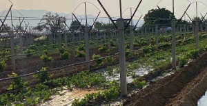 Kışlık sebzeler toprakla buluşmaya başladı