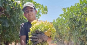 Manisa’da 7 kilo 250 gramlık üzüm salkımı
