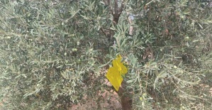 Manisa’da zeytin sineğine karşı ilaçlama çağrısı