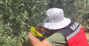 Salihli İlçe Tarımdan ‘zeytin sineği’ uyarısı