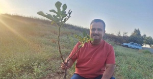 Sarıgöl’de sarılop incir üretimi yaygınlaşıyor