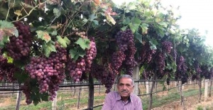 TARİŞ’in açıkladığı üzüm fiyatına tepki