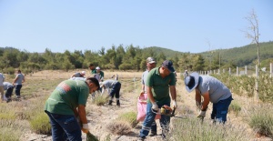 Yunusemre’de lavanta hasadı başladı