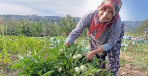 Demirci’de ilk kez pepino yetiştirildi