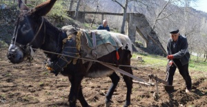 bManisada Eşek Sayısı Tüm Türkiyede.../b