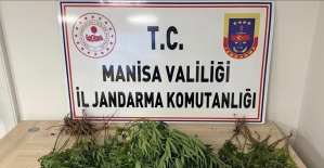Manisa’da bahçesine kenevir eken kişi tutuklandı