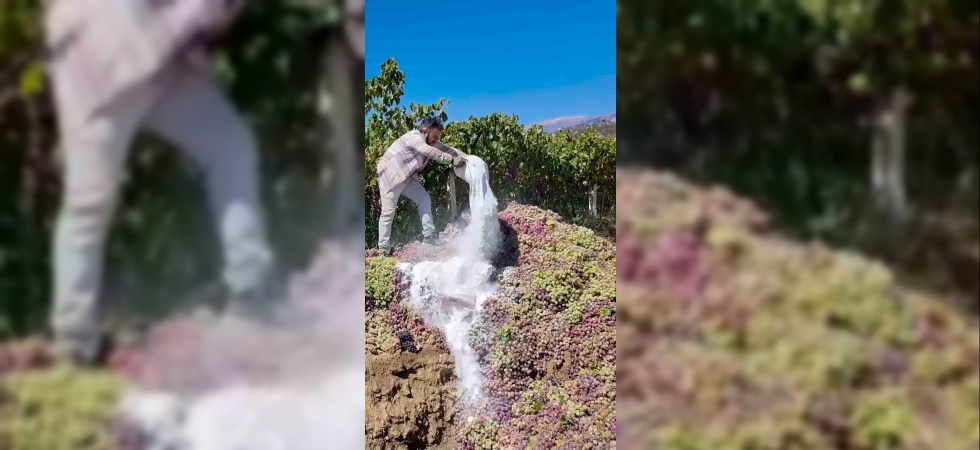 Manisa’da yasaklı ilaç kullanılan 6 ton üzüm imha edildi