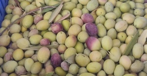 Salihli’de üreticiler zeytin sineğine karşı son kez uyarıldı