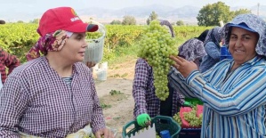 Sarıgöl’de 5,5 kiloluk üzüm salkımı