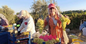 Sarıgöl’de hayat üzümle dönüyor