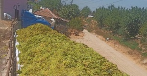 Sarıgöl’de şaraplık üzüm alımları sürüyor