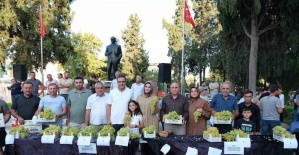 Sarıgöl’de Sultani üzüm yarışması