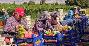 Sarıgöl’de üzüm hasadı aralıksız sürüyor