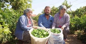 Ünlü Emcelli Biberi yok oluyor