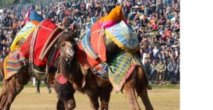 2. Geleneksel Deve Güreşi Festivali İzmir Bayındır Çırpı’da Coşkuyla Gerçekleşecek