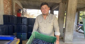 bAlaşehirde zeytinde rekolte düşük,.../b