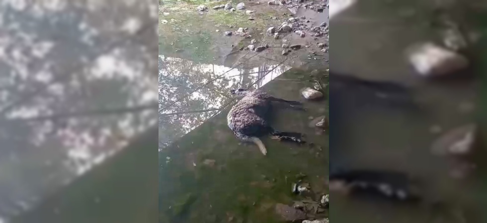 Başıboş köpekler koyunları telef etti