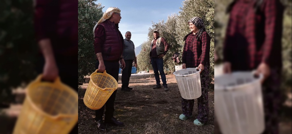 Başkan Öküzcüoğlu çiftçilerle birlikte zeytin hasadı yaptı