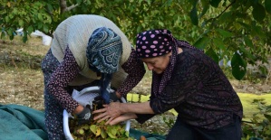 bDemircide ceviz hasadına başlandı/b