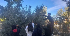 Öğrenciler zeytin hasadıyla üretim bilincini öğreniyor