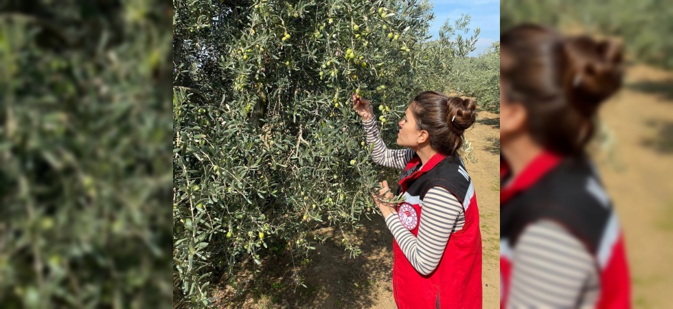 Salihli’de zeytin sineğine karşı acil uyarı