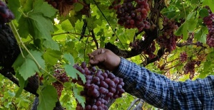 Sarıgöllü üreticiden 1 kilo 740 gramlık üzüm salkımı