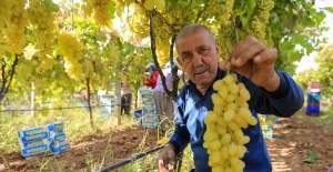 Üzüm fiyatlarındaki düşüş üreticileri tedirgin etti