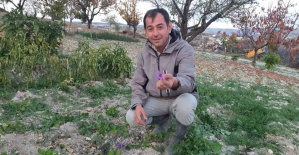 Demirci’de safran çiçeği yetiştirildi